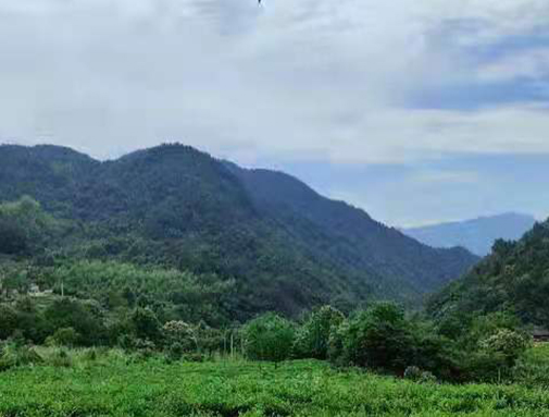 湖北JDB电子集团英山有机茶厂